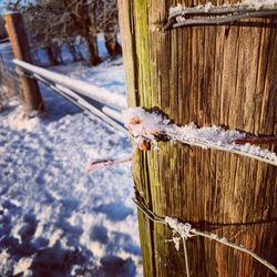 Close-up of bird perching on wooden post