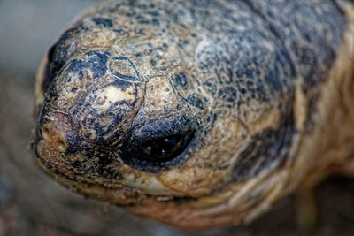 Close-up of a turtle