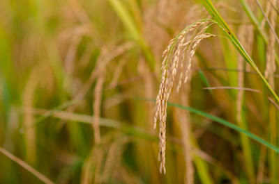 Yellow ripe rice seed with green and dry leaves at rice field in the north of thailand.