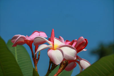 Close-up of fresh pink flowers against clear sky