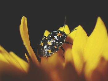 Close-up of insect on yellow flower