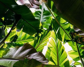 Low angle view of tropical tree leaves