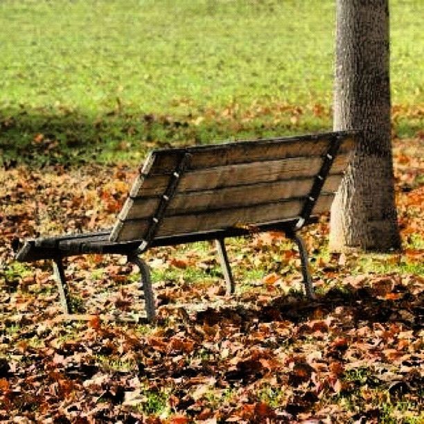 grass, bench, wood - material, abandoned, empty, field, grassy, absence, chair, autumn, nature, leaf, day, tranquility, no people, park bench, growth, outdoors, obsolete, old