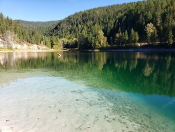 Scenic view of lake by trees in forest against sky