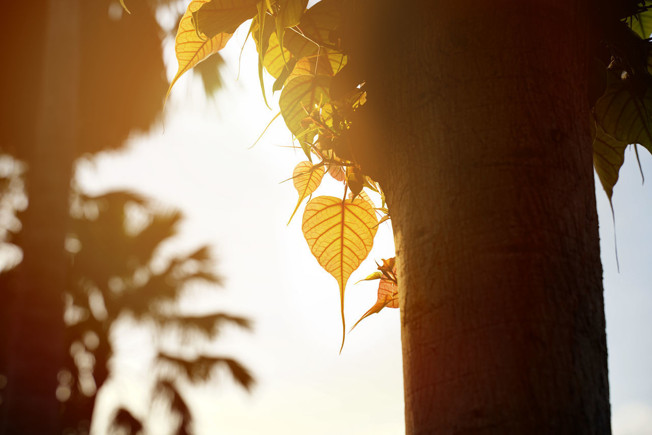 LOW ANGLE VIEW OF PLANT HANGING ON TREE