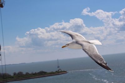 Seagull flying over sea against sky