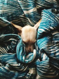 Close-up of dog relaxing on bed