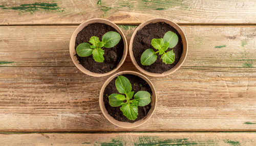 Directly above shot of potted plant on table