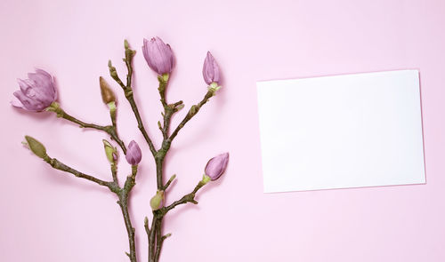 Close-up of pink rose against white background