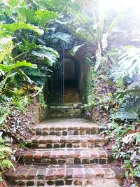 Steps amidst plants