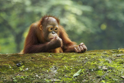 Orangutan infant at forest