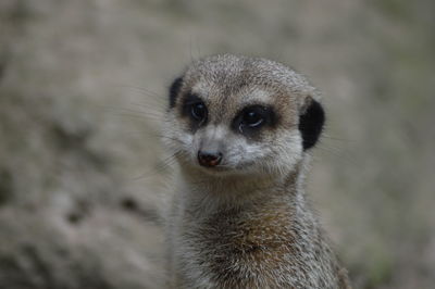 Close-up portrait of meerkat