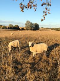 View of sheep on field