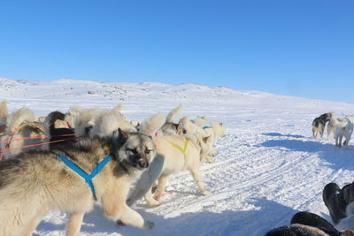 Huskies on snow covered landscape against clear sky