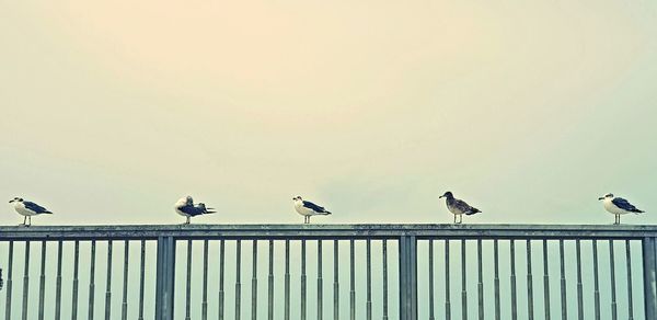 Birds perching on railing