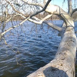 Bare trees in water