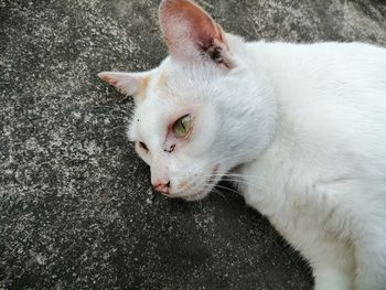 High angle view of cat lying down