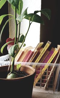 Close-up of potted plant on table