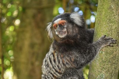 Close-up of monkey looking away in forest