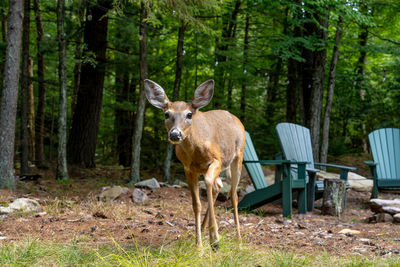 Portrait of deer standing on land