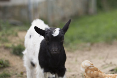 Portrait of black cat on field