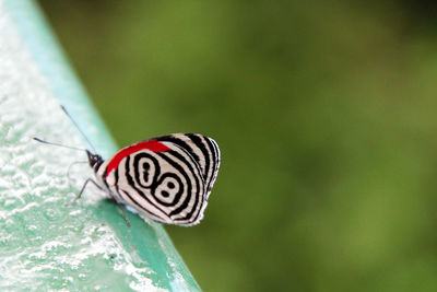 Close-up of butterfly on leaf