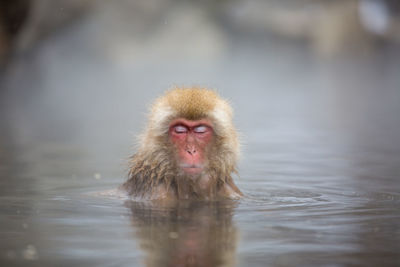 Close-up of monkey in hot spring