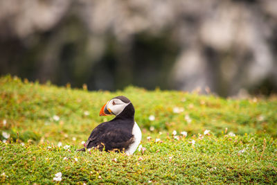 Puffin in