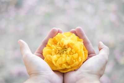 Close-up of hand holding yellow flower