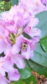 Close-up of pink flowers