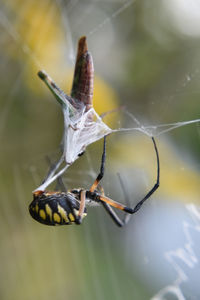 Close-up of spider spinning web