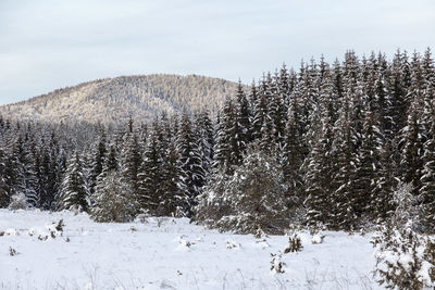 Snow covered field against sky