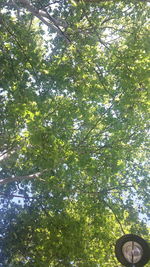 Low angle view of trees against the sky