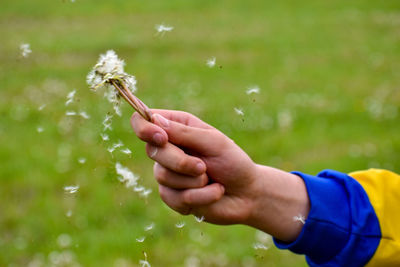 Cropped image of hand holding dandelion against field