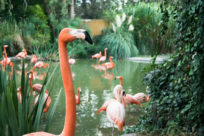 Birds perching on swan in water