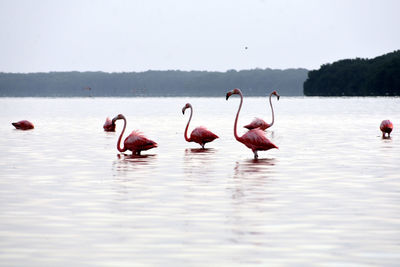Group of flamingos standing in shallow water, at ria celestun, mexico.