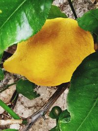 Close-up of yellow fruit