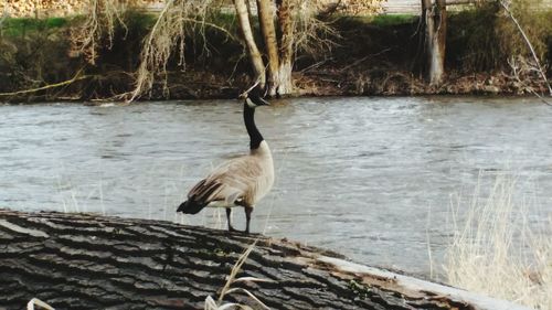 Bird on lake against trees