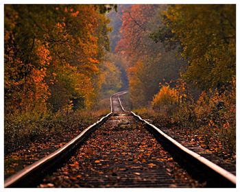 View of railroad tracks in forest during autumn