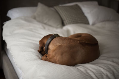 High angle view of dog sleeping on bed at home