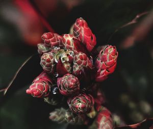 Close-up of red rose flower