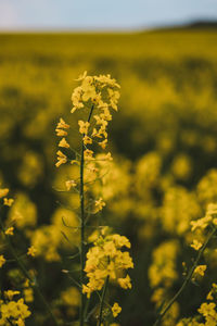 Yellow flowering plants on field