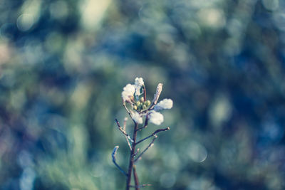 Close-up of flower against blurred background