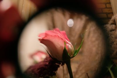 Close-up of rose