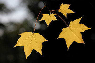 Close-up of yellow maple leaves