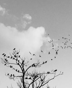 Low angle view of birds flying against sky