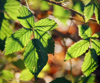 Close-up of green leaves