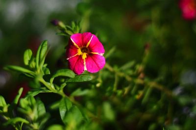 Close-up of pink flower blooming outdoors