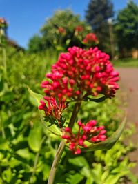 Close-up of red flowers blooming outdoors