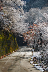 Empty road amidst trees during autumn